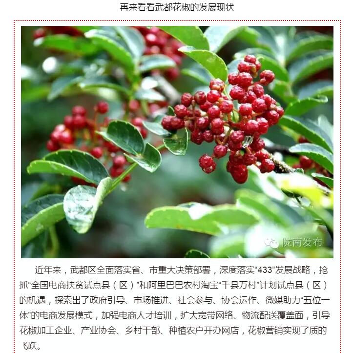 5.28億！一場盛會，武都花椒“火”了